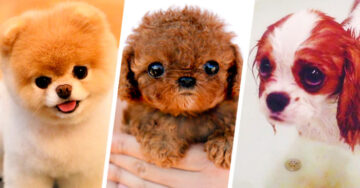 Los 25 cachorros miniatura más HERMOSOS del mundo ¡Los amarás!