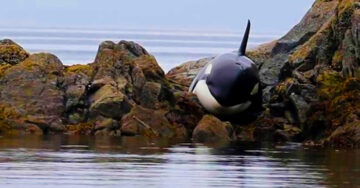 Una orca quedó ATRAPADA entre las rocas y lloró desconsoladamente pidiendo AYUDA. Por suerte ellos llegaron