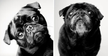 Tiernas fotografías de PERROS que muestran como crecen desde cachorros hasta que ENVEJECEN