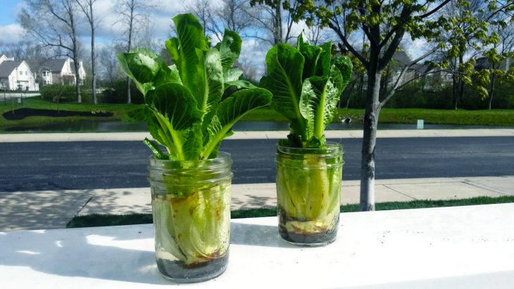 Vaso mason jaar con lechuga romana dentro y un poco de agua 