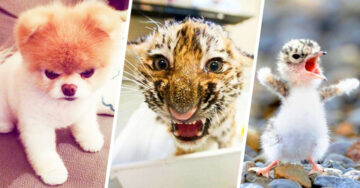 25 Adorables animales que fallaron terriblemente a la hora de verse rudos