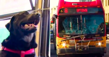 En Seattle un PERRO viaja en AUTOBÚS sólo para ir al parque para perros