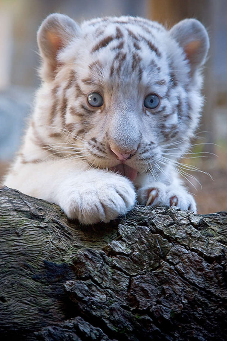 25 Fotos de animales bebés que te derretirán el corazón