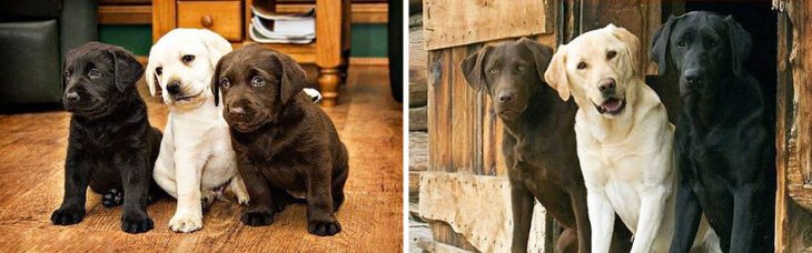 Perro antes y después de crecer parado afuera de su casa 