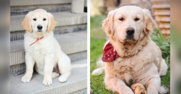 30 Adorables fotografías de cachorros antes y después de crecer