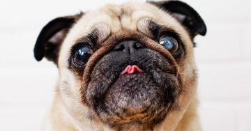 20 Fotos que demuestran que los PUG son los perros más miedosos del mundo entero