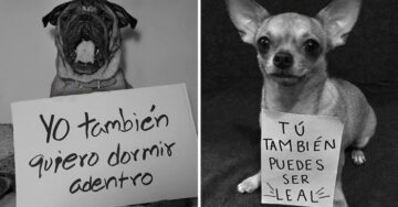 Conoce el “Perrinismo”: La campaña de redes sociales en donde los perros alzan la voz