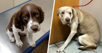 20 Adorables perros que están aterrorizados por ir al veterinario ¡Te robarán el corazón!