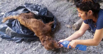 Esta es la maravillosa transformación de un perro que fue abandonado y tirado a la basura