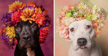 “Pit Bull Flower Power” El proyecto que demuestra que los perros Pit Bull también merecen ser amados