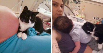 Esta gato cuidó el vientre de su dueña que estaba embarazada, ahora hace lo mismo con el bebé