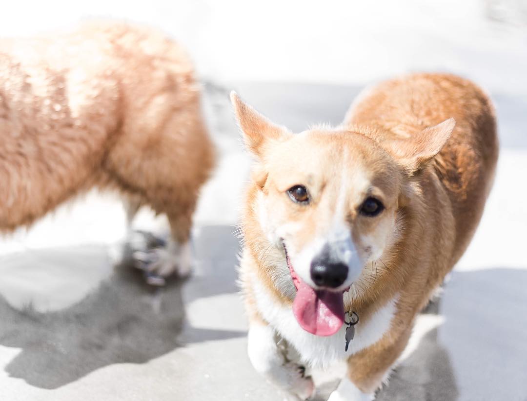 Evento reúne mais de 600 cães da raça corgi em uma praia da Califórnia -  Portal do Dog