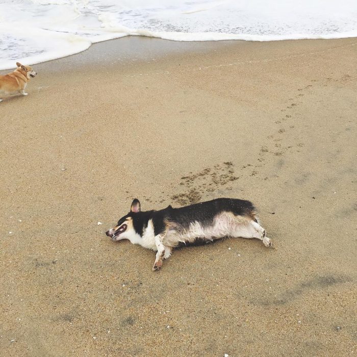 Evento reúne mais de 600 cães da raça corgi em uma praia da Califórnia -  Portal do Dog