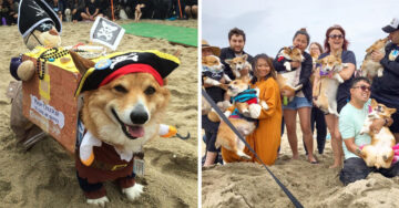 Más de 600 Corgis encendieron las playas de Californa con la mejor fiesta del mundo