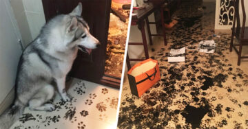 Para este Husky fueron suficientes tan solo 3 horas para redecorar ¡toda la casa de sus dueños!