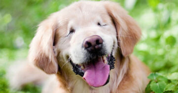 Conoce a ‘Smiley’ el perro que nació sin ojos y ha servido de gran inspiración