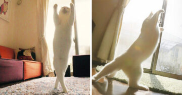 Este gatito tiene los mejores pasos de ballet que veras en tu vida ¡Tienes que verlo!