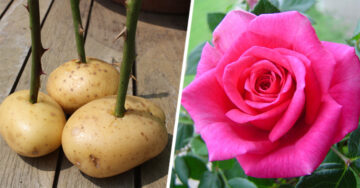Estos dos sencillos métodos te enseñarán a plantar rosas sin necesitar semillas