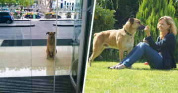 Una aeromoza adoptó a un perro que la espero 6 meses afuera de su hotel, ¡Al otro lado del mundo!