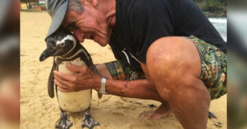 Dindim, el pingüino que nada 8 mil kilómetros para visitar al hombre que salvó su vida