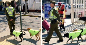 Estos policías tuvieron una idea grandiosa ¡Adoptar perros callejeros e integrarlos a su equipo!