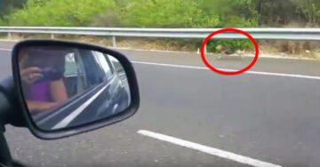 Después de que sus dueños lo abandonaron, este perro corre desesperado tras sus dueños