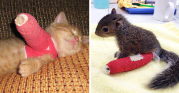 Estos animalitos con una patita quebrada son la cosa más tierna que verás el día de hoy