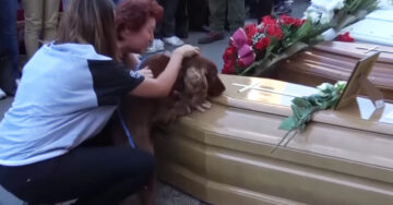 Este perro despidiendo a su dueño fallecido en el terremoto de Italia es lo más emotivo que verás