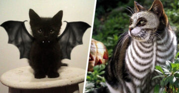 15 Adorables disfraces para que tu gato luzca verdaderamente terrorífico en Halloween