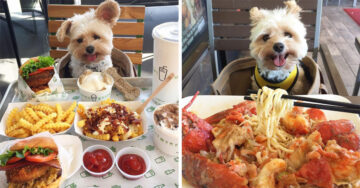 Este lindo perro callejero sobrevivió comiendo sobras y ahora visita los mejores lugares gourmet