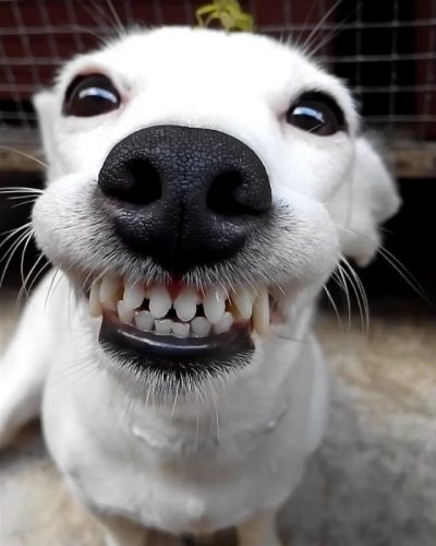 Este cachorro está derritiendo corazones con su sonrisa