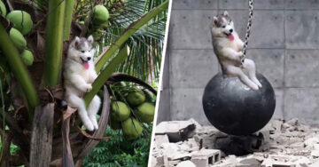 Un lindo Husky quedó atrapado en una palmera y se volvió protagonista en batalla de Photoshop