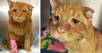 El semblante del gato más triste de todo el mundo cambió una hora después de su adopción