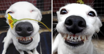 ¡Este cachorro está derritiendo todos los corazones con su encantadora sonrisa!