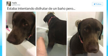 15 tuits sobre perros que te matarán de risa