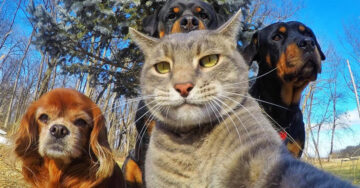 Este gato se toma las mejores selfies de todos los tiempos