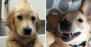 Este cachorro con brackets está enamorando a todo Internet