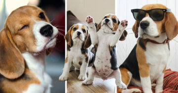 10 cosas que sólo las chicas que tienen un beagle entenderán