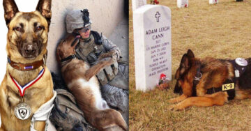 10 Conmovedoras imágenes de valientes perros de guerra