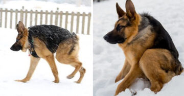 Conoce a Quasimodo, el perro con joroba que todos quieren adoptar