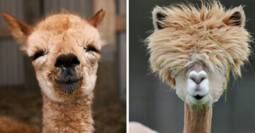 15 Divertidas imágenes de alpacas que demuestran que son las más geniales