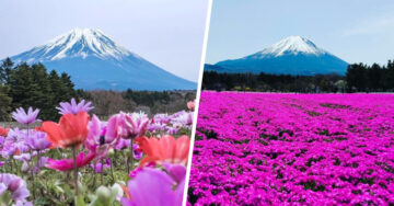 10 Increíbles imágenes de la ola rosa que invade a Japón cada primavera