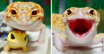 Este adorable gecko y su mejor amigo son lo más lindo que verás hoy