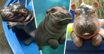 20 Hipopótamos bebés que te harán el día con su ternura