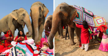 Tejen suéteres para proteger a los elefantes del frío en este pueblo de India