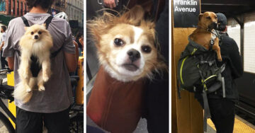 20 Divertidas fotos que prueban que los perros están hechos para ser cargados