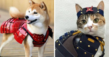 Crean armaduras samurái para perros y gatos con alma de guerreros en Japón