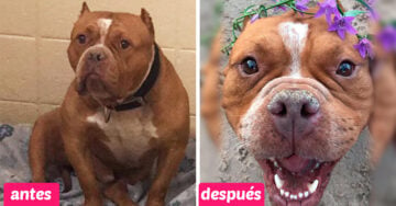 Ella cambió la vida de un pitbull y envió un importante mensaje: “no compres, adopta”