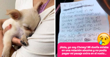Este cachorro fue abandonado en el aeropuerto junto a una emotiva carta; Internet quiere adoptarlo