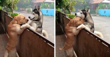 Este tierno perro se sentía tan solo que escapó solo para abrazar a su mejor amigo